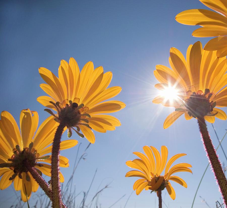 A Low Angle Of Wild Daisies With Sun In Photograph by Kenneth Gerhardt ...