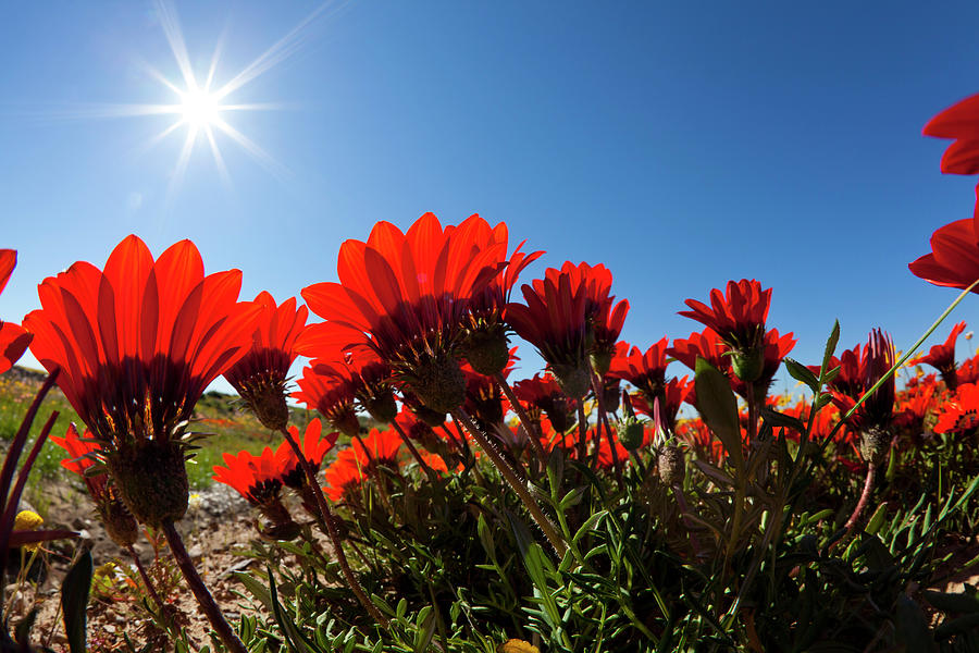 A Low Angle View Of Red Gazania Spp Photograph by Anthony Grote