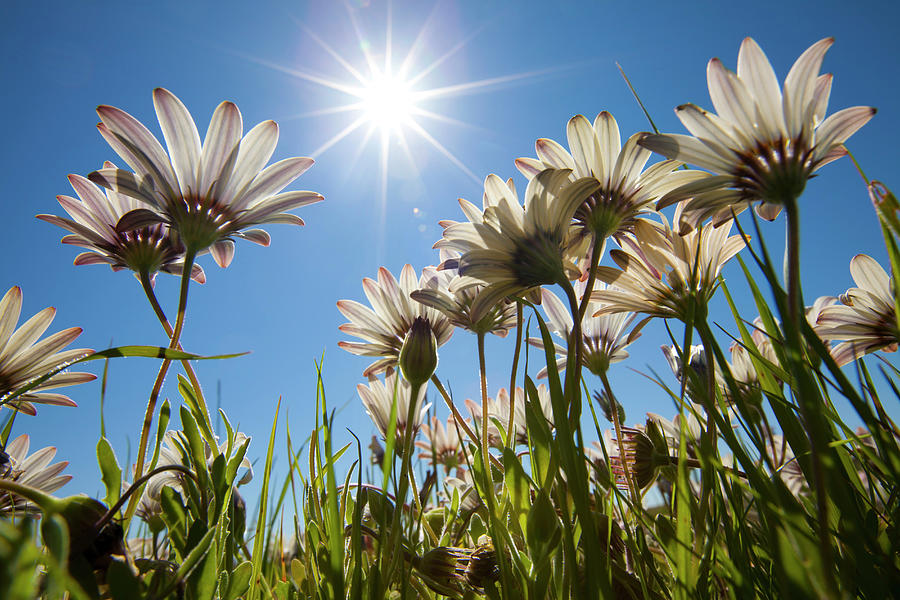 A Low Angle View Of White Flowers Photograph by Anthony Grote