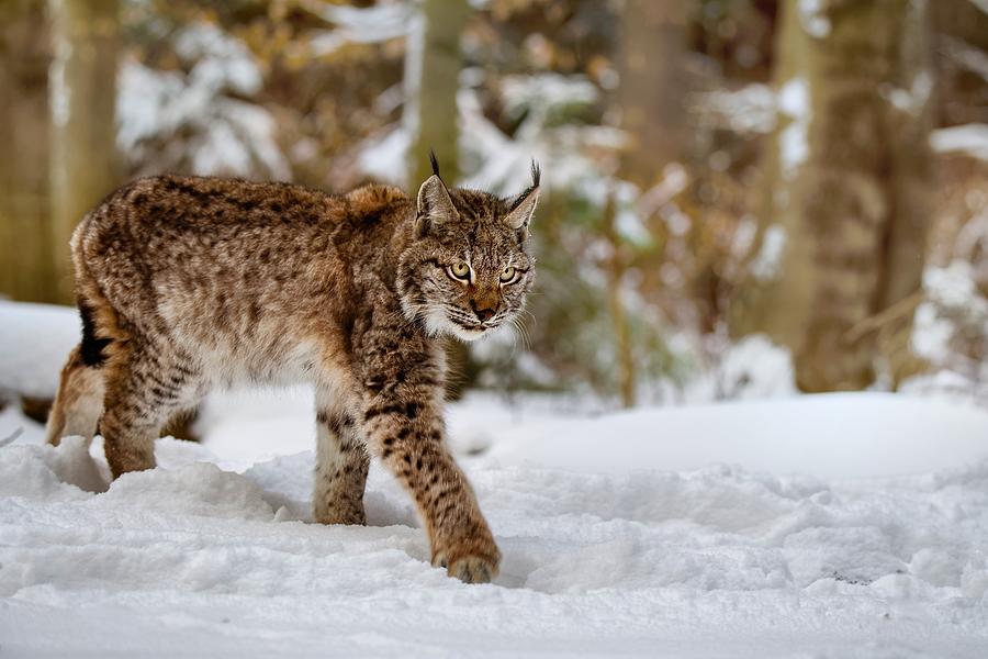 A Lynx On Snow Photograph by Michaela Fireov