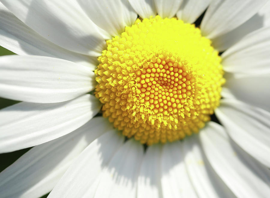 A Macro Image Of A Daisy Photograph by Sdominick