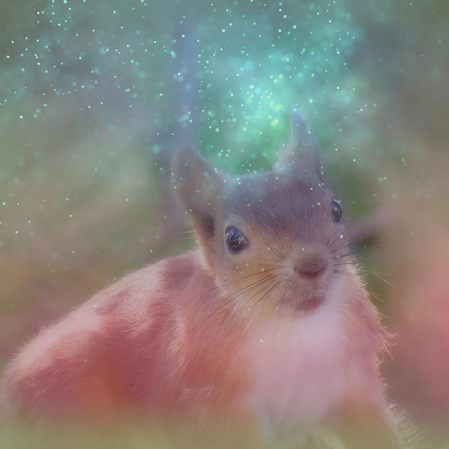 A Magical Morning With The Squirrel Photograph by Johanna Hurmerinta