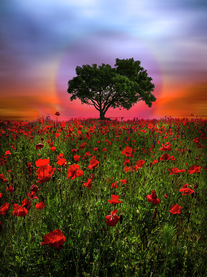 A Magical Evening in Poppies Photograph by Debra and Dave Vanderlaan