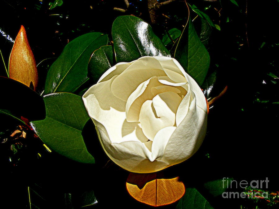 A Magnolia Cup Photograph by Nancy Kane Chapman