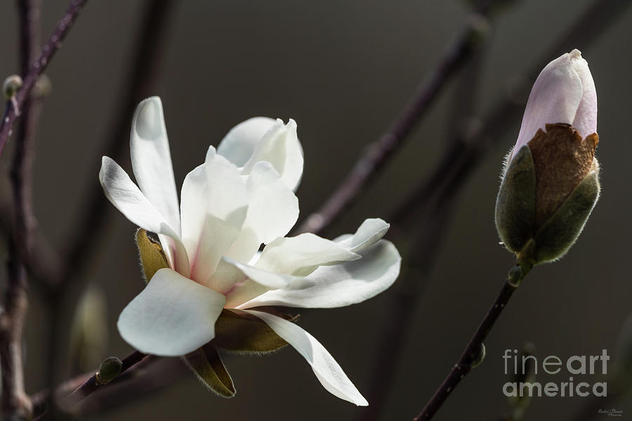 Magnolia Movie Photograph - A Magnolia Pair by Jennifer White