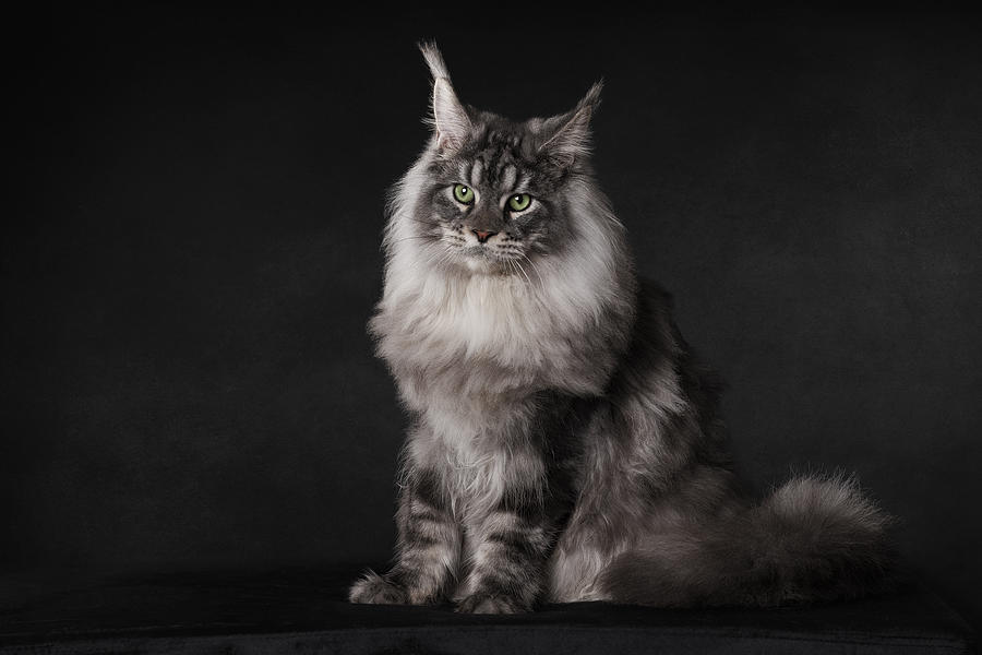 A Maine Coon With An Attitude Photograph by Mieke Engelbos - Pixels