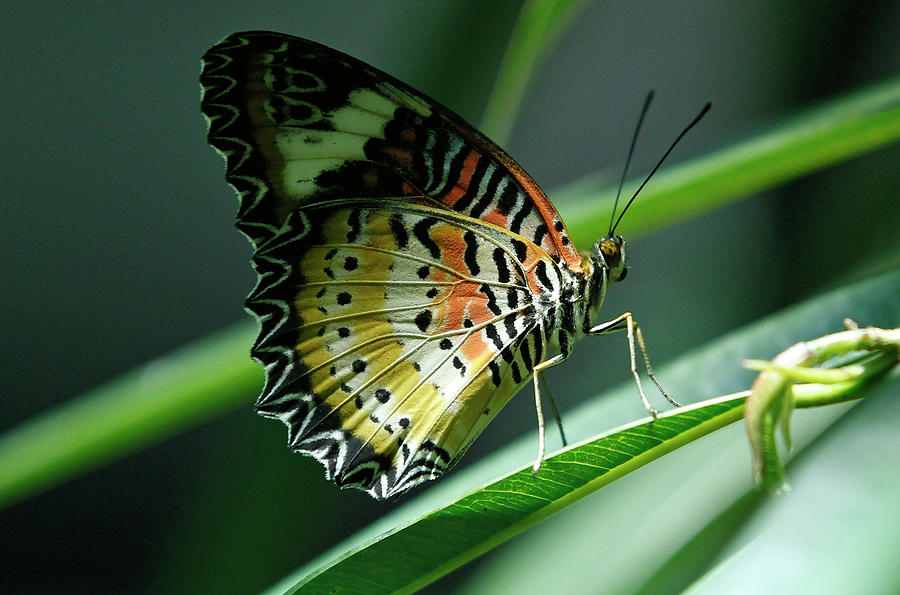 A Malay Lacewing Cethosia Hypsea Photograph by Mike Segar - Fine Art ...