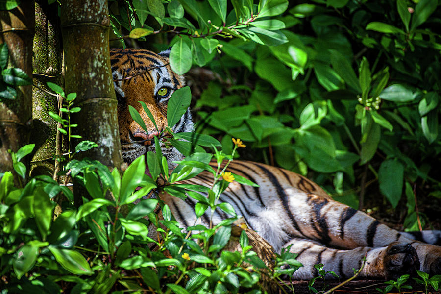 Jungle Photograph - A Malayan Tiger Maintains A Restful by Larry Richardson
