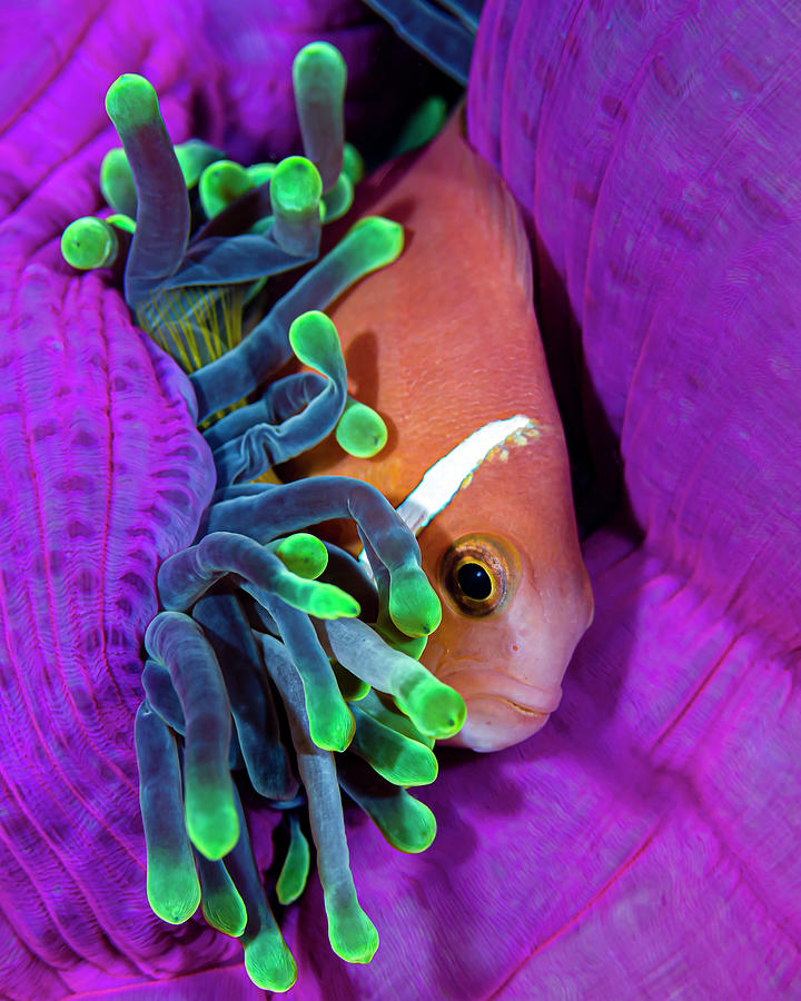 A Maldive Anemonefish Finding Comfort Photograph by Bruce Shafer