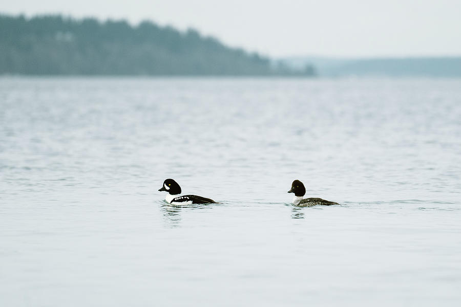 Goldeneye Photograph - A Male And Female Bonded Pair Of Barrows Goldeneye Swim Together by Cavan Images