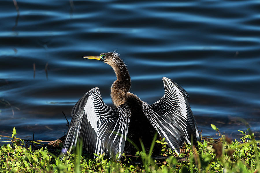 Spring Photograph - A Male Anhinga, Drying With Wings Open by Sheila Haddad