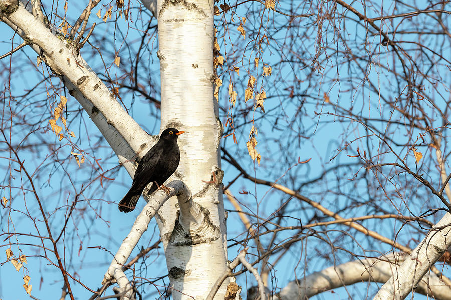 A Male Blackbird Sitting On Birch Tree In Winter Photograph