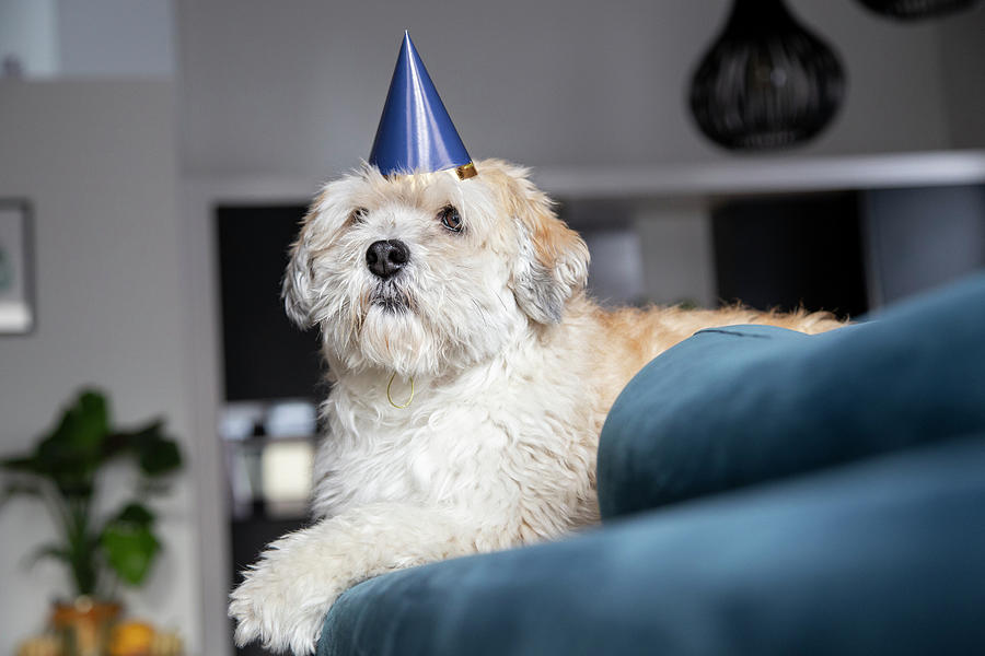 A Male Havanese Celebrates His Birthday On The Couch Photograph by ...