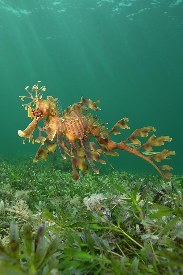 A Male Leafy Seadragon Swimming. Wool Bay Jetty Photograph by Alex Mustard / Naturepl.com A Male Leafy Seadragon Swimming. Wool Bay Jetty Photograph by Alex Mustard / Naturepl.com