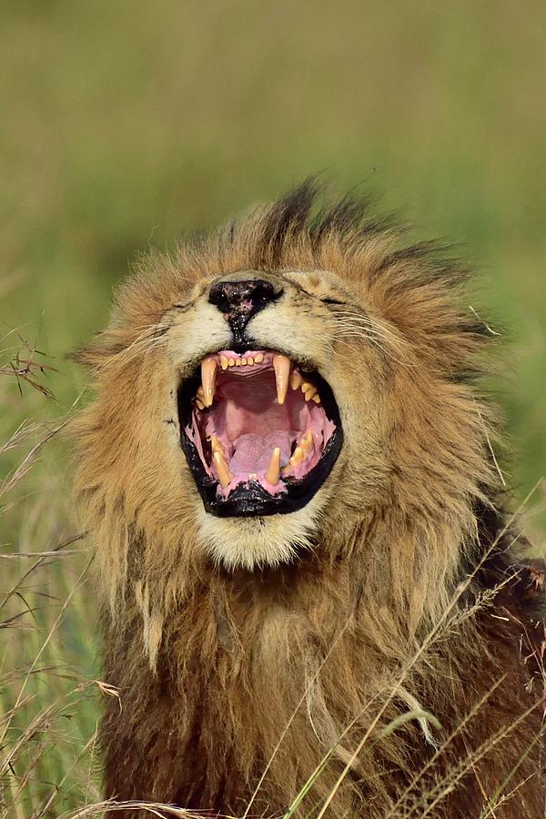 A Male Lion Roars, Showing His Large Teeth Photograph by Cavan Images ...