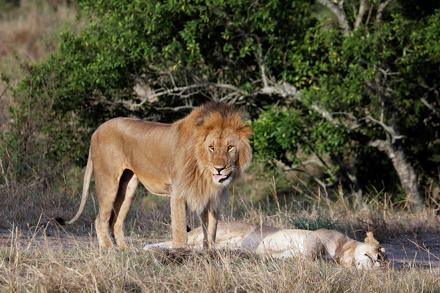 A Male Lion Stands over a Female Photograph by Baz Ratner - Fine Art ...