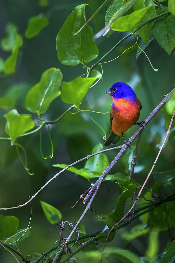 Colorful Photograph - A Male Painted Bunting Perched by Larry Richardson