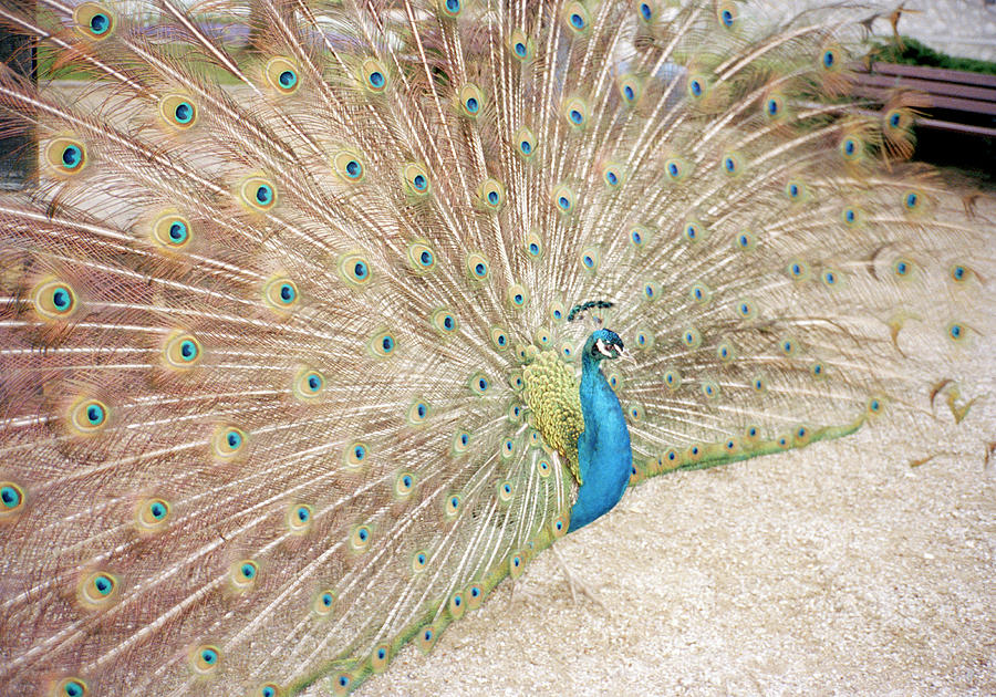 A Male Peacock Showing His Feathers Photograph by Dejan