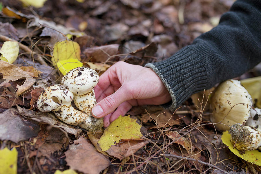 A Man Holding Foraged Matsutake Mushrooms In The Forest Photograph by Cavan  Images - Fine Art America