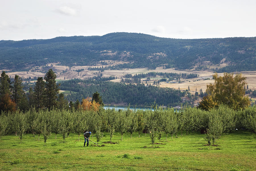 A Man Working In An Orchard In The Photograph by Benjamin Rondel / Design Pics