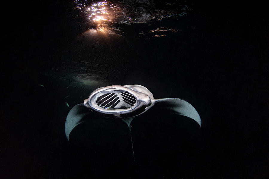 A Manta Ray Spins Through The Water Photograph by Brook Peterson