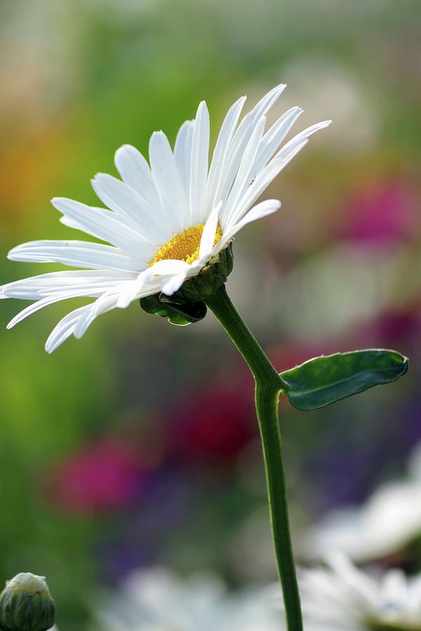 A Marguerite In A Garden Photograph by Angelica Linnhoff