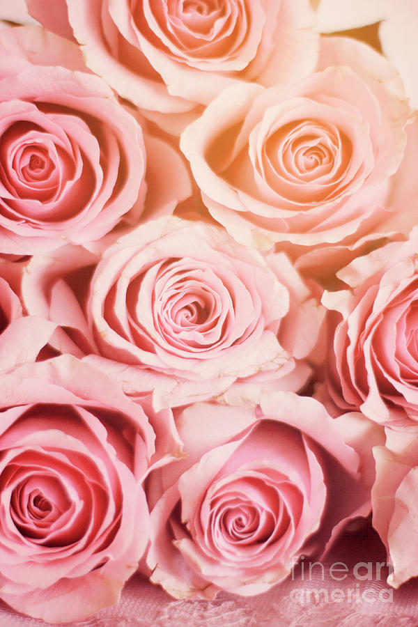 A Mass Of Soft Pink Roses Photograph by Ethiriel Photography