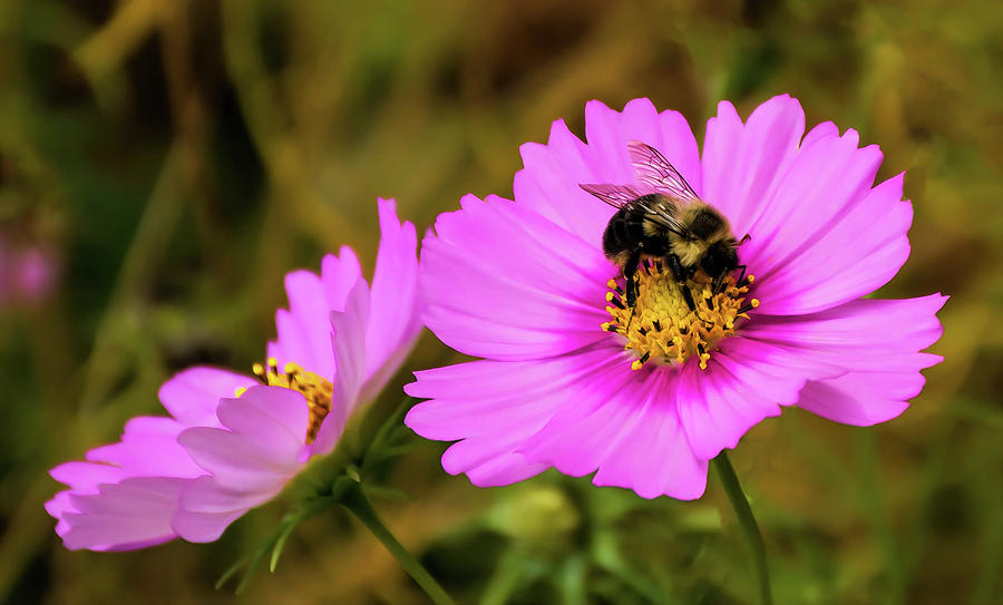 A Massachusetts Bee Photograph By Faith Burns - Fine Art America