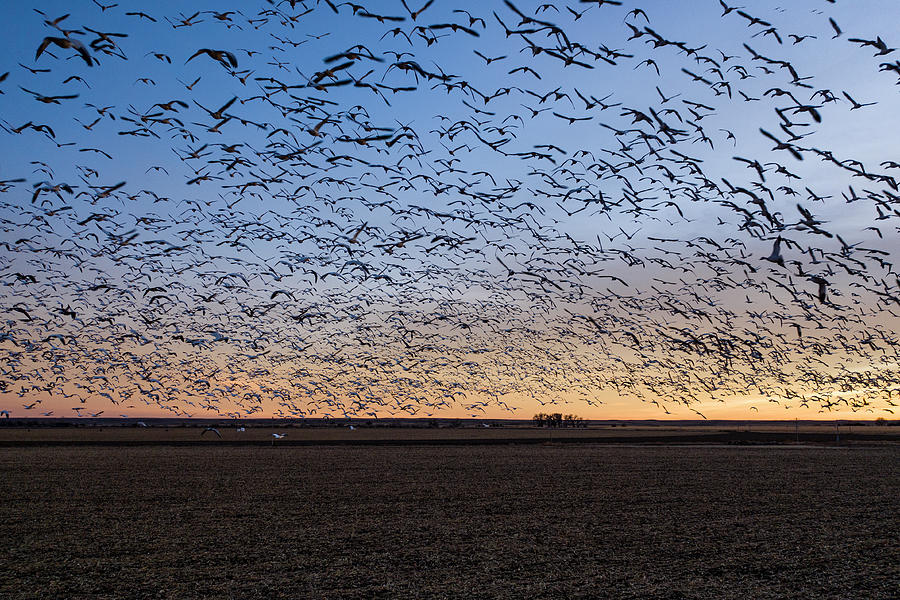 Bird Photograph - A Massive Flock Of Sandhill Cranes Fly In Rural Colorado At Sunset by Cavan Images