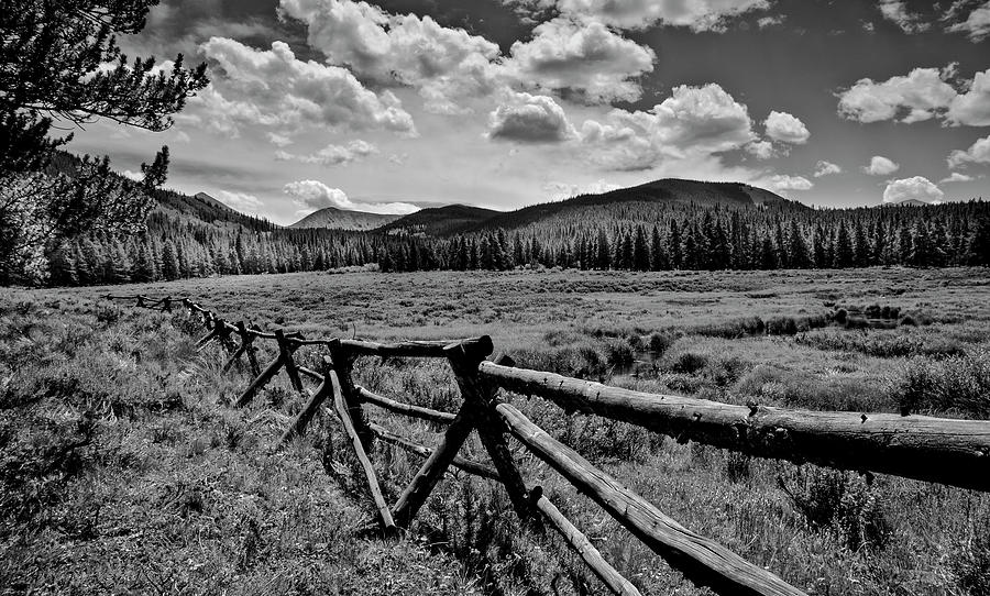 A Meadow in Tin Cup Photograph by S Katz - Fine Art America