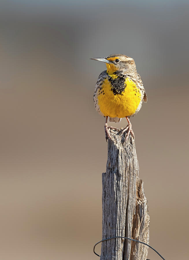 A Meadowlark sits on a fence post Photograph by Gary Langley