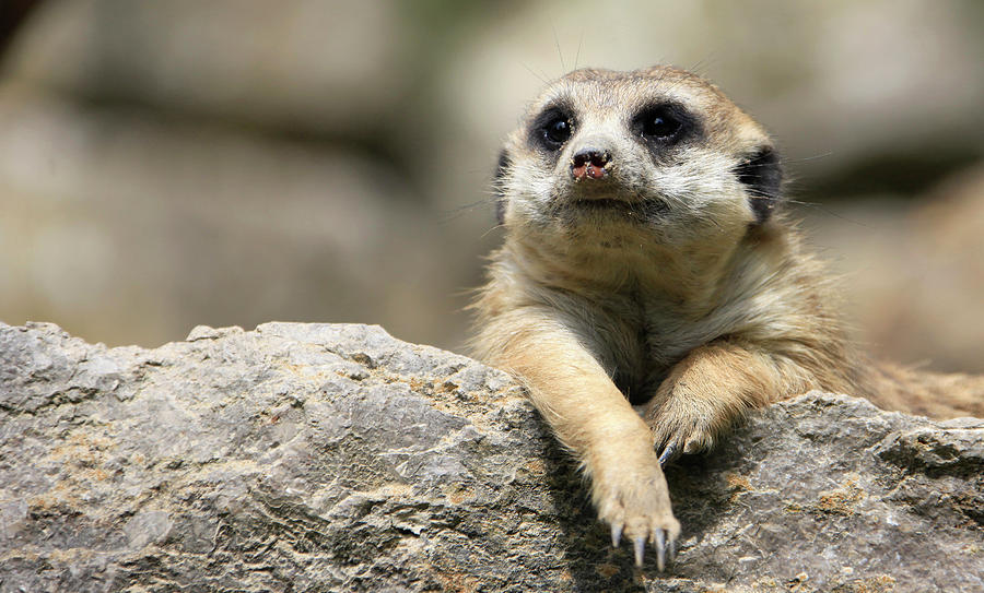 A Meerkat Lies in the Sun in a Zoo Photograph by Johannes Eisele - Fine ...