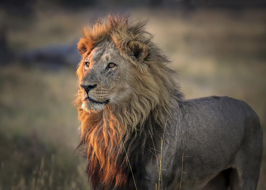 Wildlife Photograph - A Mighty Lion by Raymond Ren Rong Liu