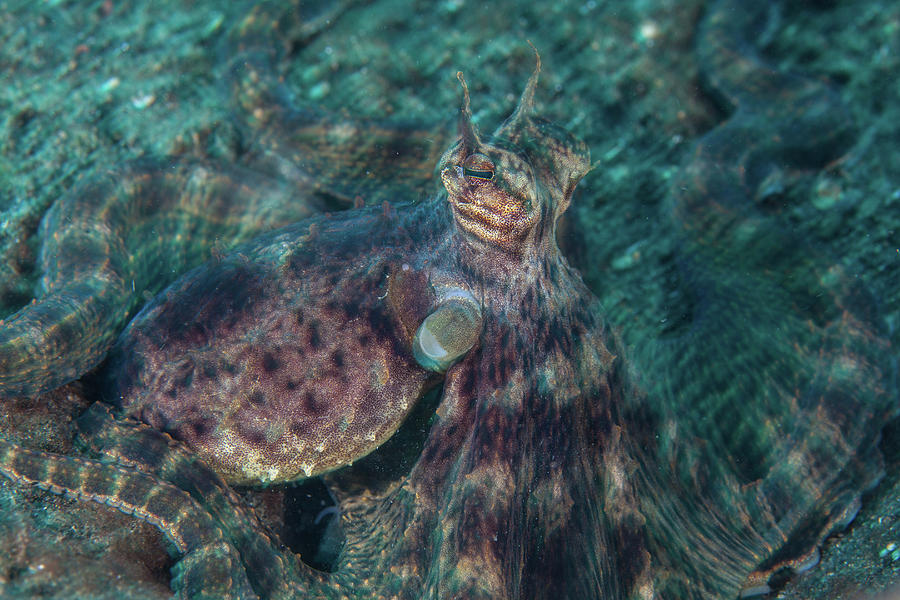 Octopus Photograph - A Mimic Octopus Crawls Across The Black by Ethan Daniels
