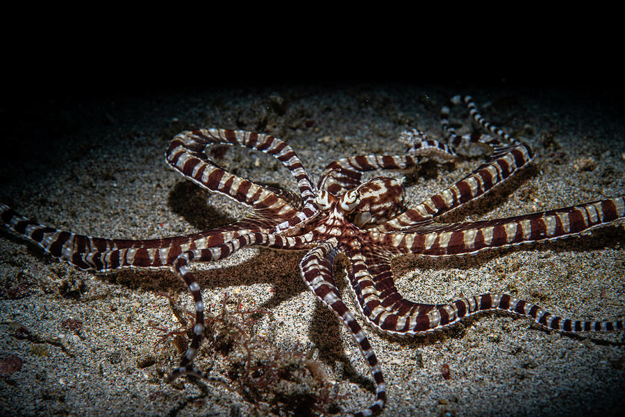A Mimic Octopus Hunts Out On The Sand Photograph by Stocktrek Images
