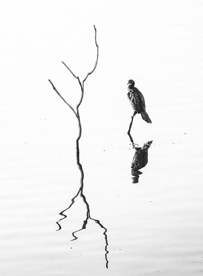 A Minimalist Swamp .. Dudhwa Forest Reserve India Photograph by Shobhit Chawla