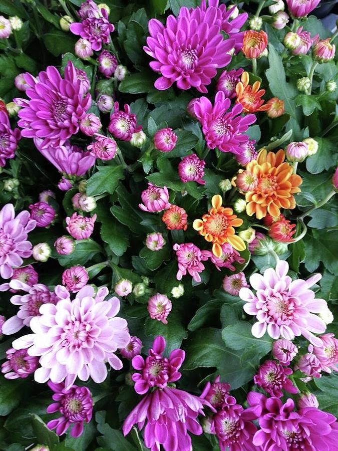 A mix of mums Photograph by Rosita Larsson