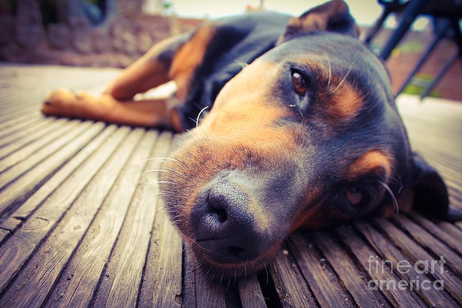 A Mixed Breed Dog Dozing On Wooden Deck Photograph By Jo Millington