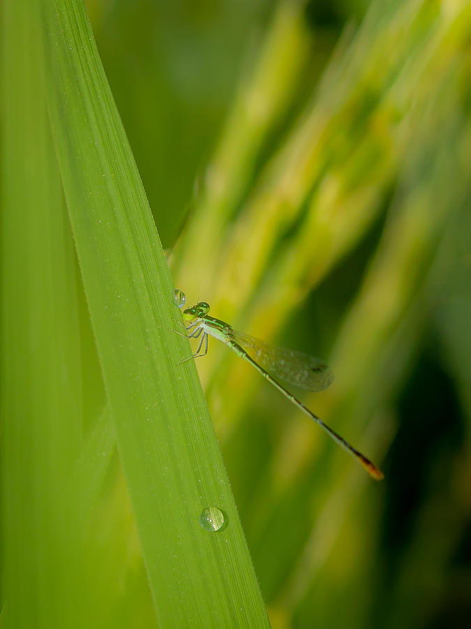 A Moment In A Rice Field Photograph by Bhaskar Gupta