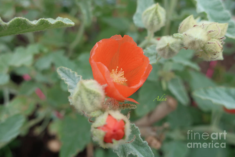 Red Flower Photograph - A Moment of Motion by Felipe Adan Lerma