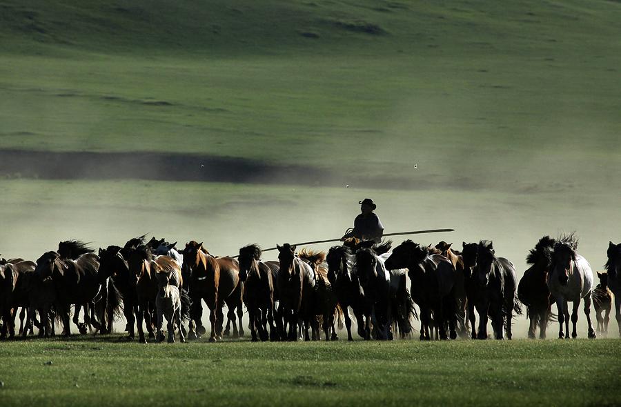 A Mongolian Horseman Rides Amid Herd Photograph by Timothy Allen - Fine ...