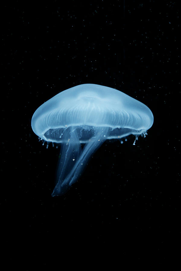 Berlin Photograph - A Moon Jellyfish Aurelia Aurita Berlin by Andreas Schlegel
