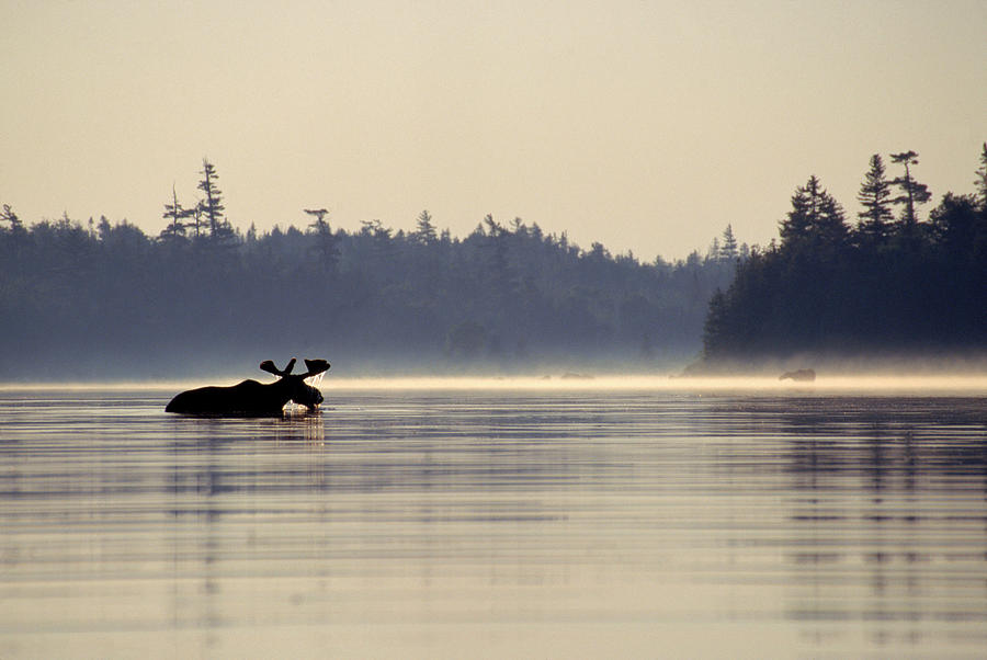 A Moose Cooling Off Half Immersed In Photograph by Jose Azel