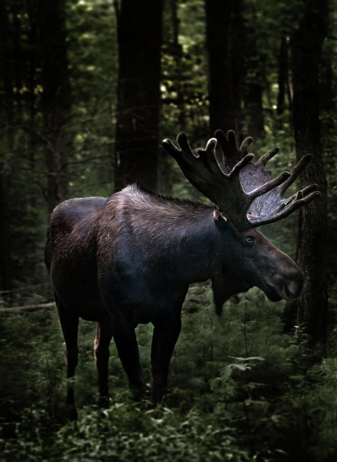 A Moose In The Woods Looking At Camera Photograph by Michael Duva