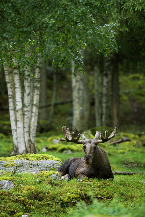A Moose Laying Down Sweden Photograph by Plattform