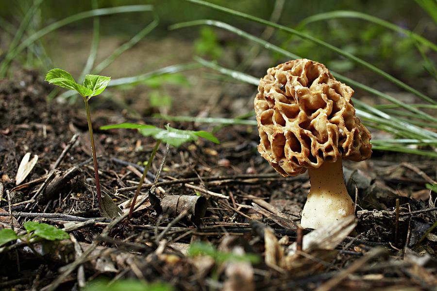 A Morel Mushroom In A Forest Photograph by Herbert Lehmann
