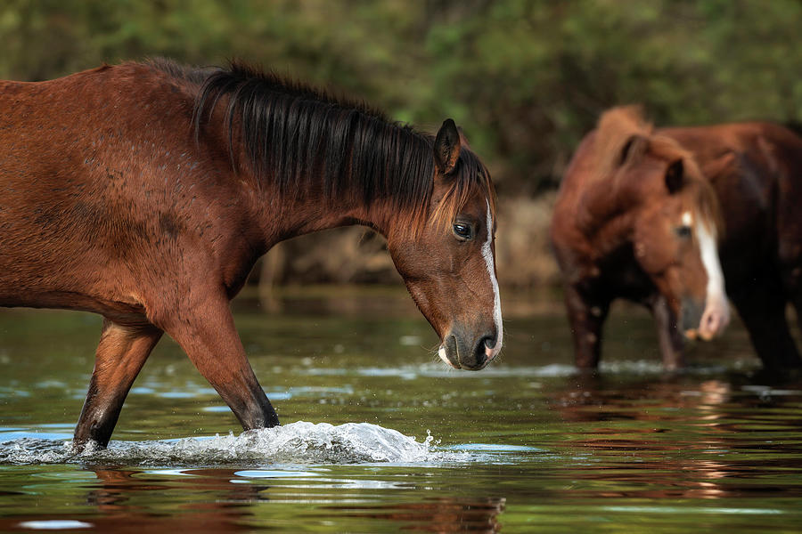 A Morning Stroll. Photograph by Paul Martin A Morning Stroll. Photograph by Paul Martin