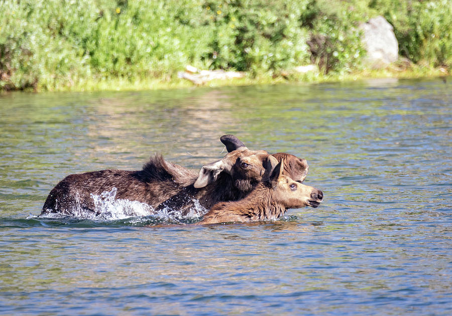 A Morning Swim by Michael Chatt A Morning Swim by Michael Chatt