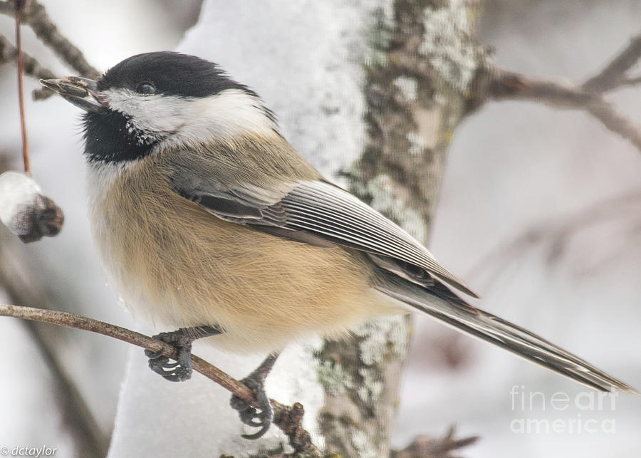 A Morsel for the Chickadee Photograph by David Taylor