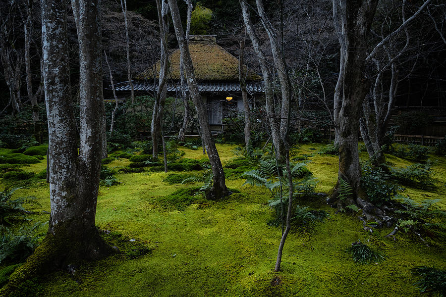 Tree Photograph - A Mossy Temple by Tomomi Yamada